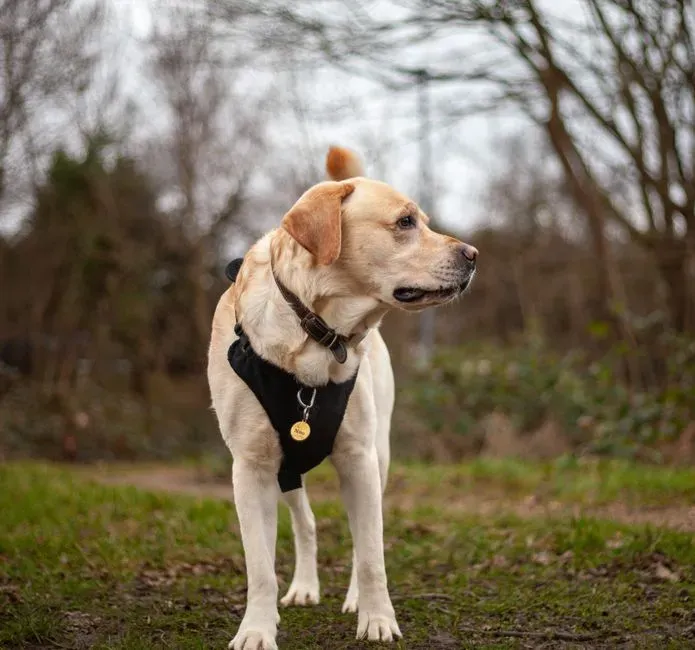 Living With a Panic-Alert Dog: The Emotional Reality (Image Credits: Pexels)