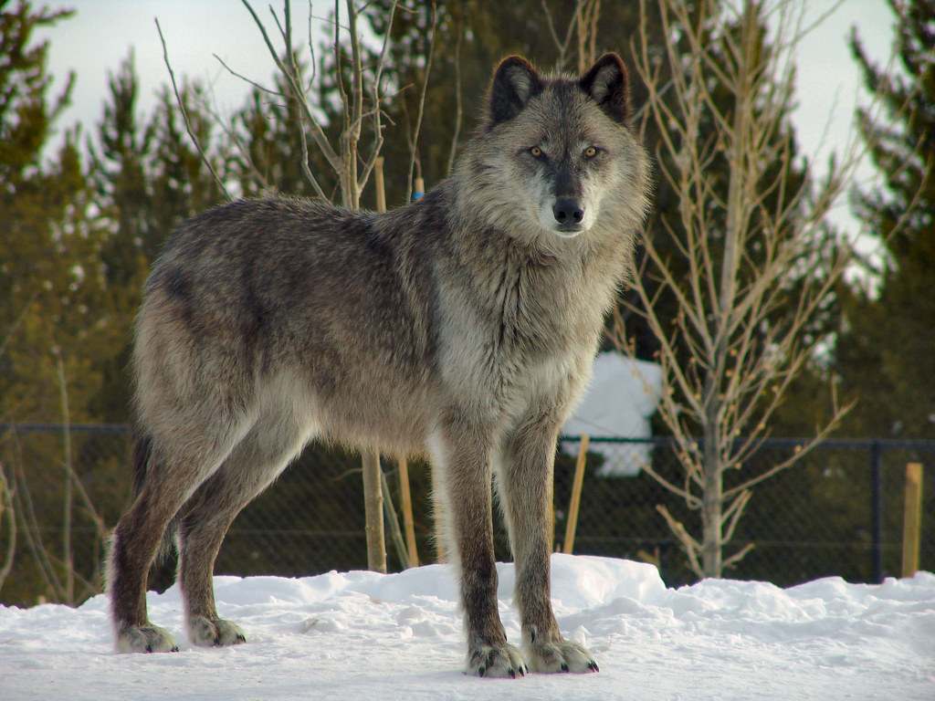 Cancer Rising: The Protective Wolf (Image Credits: Flickr)