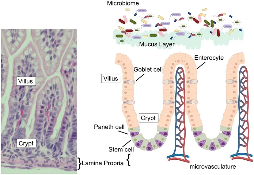 1. Akkermansia Muciniphila: The Gut Wall Guardian You Never Knew You Needed (By Lueschow SR and McElroy SJ, CC BY 4.0)