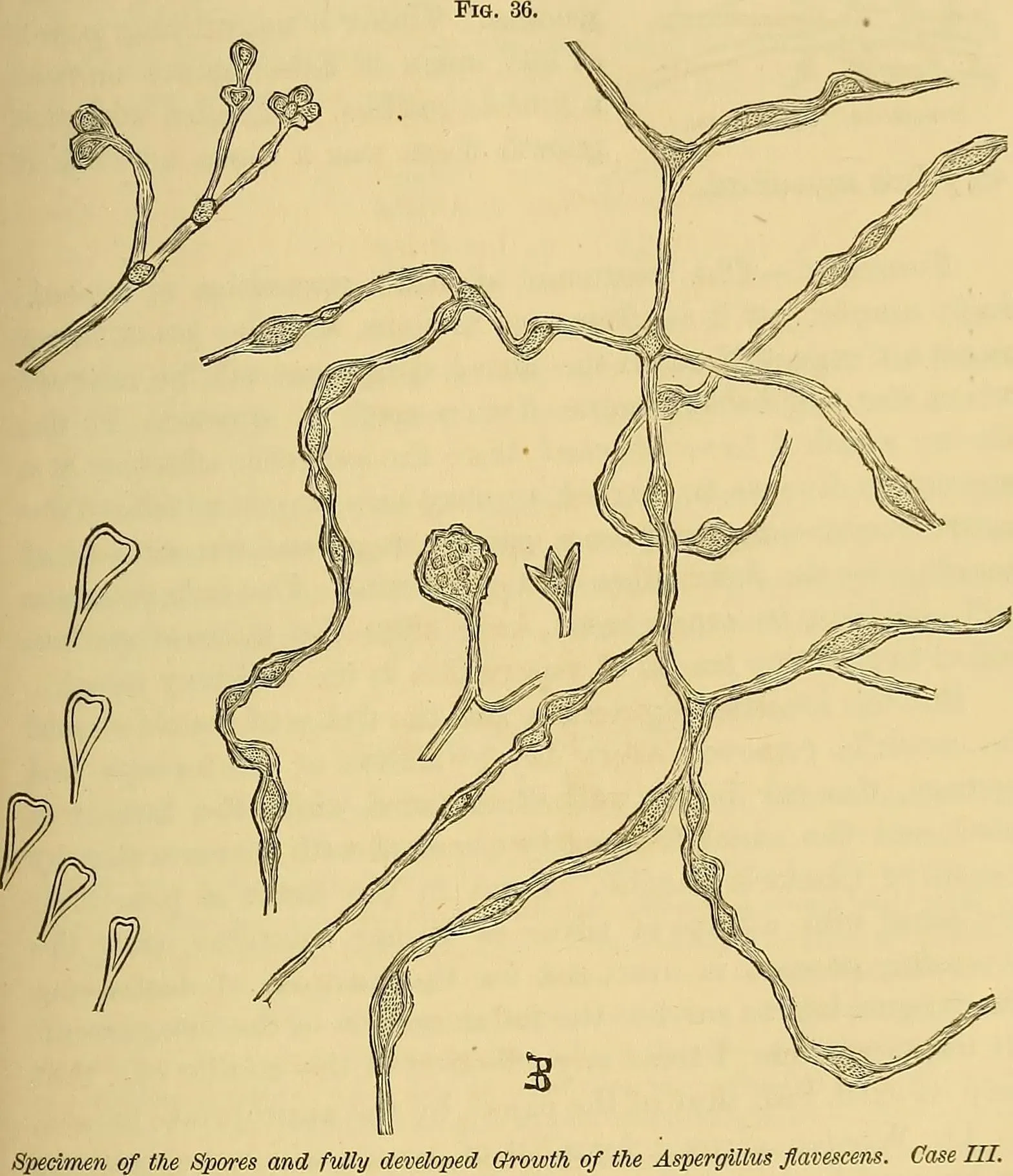 The Future Landscape (Image Credits: Wikimedia)