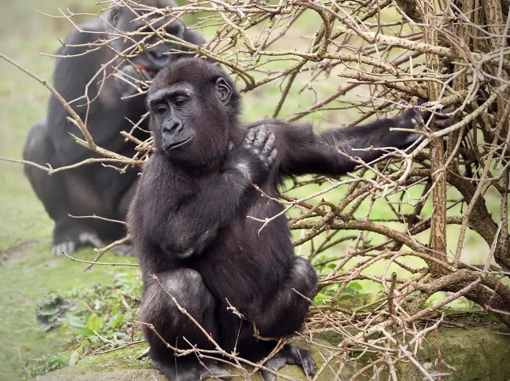 Gesture and Body Language: Primates Are Almost Speaking Your Language (Image Credits: Flickr)