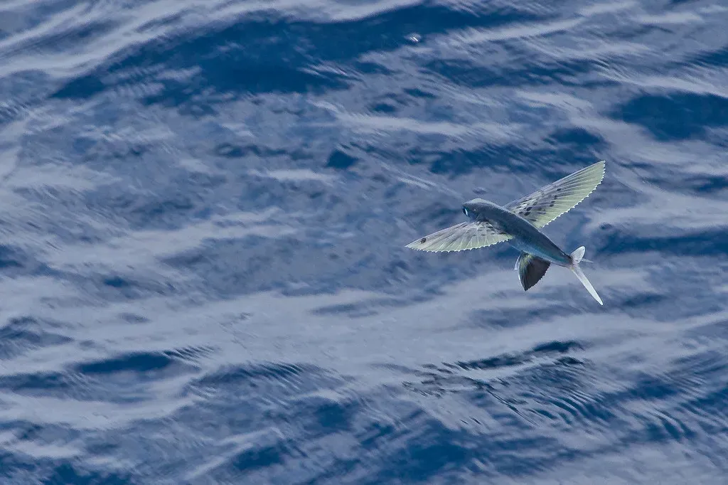How Evolution Pushed Fish to Take to the Air (Mike Prince, Flickr, CC BY 2.0)