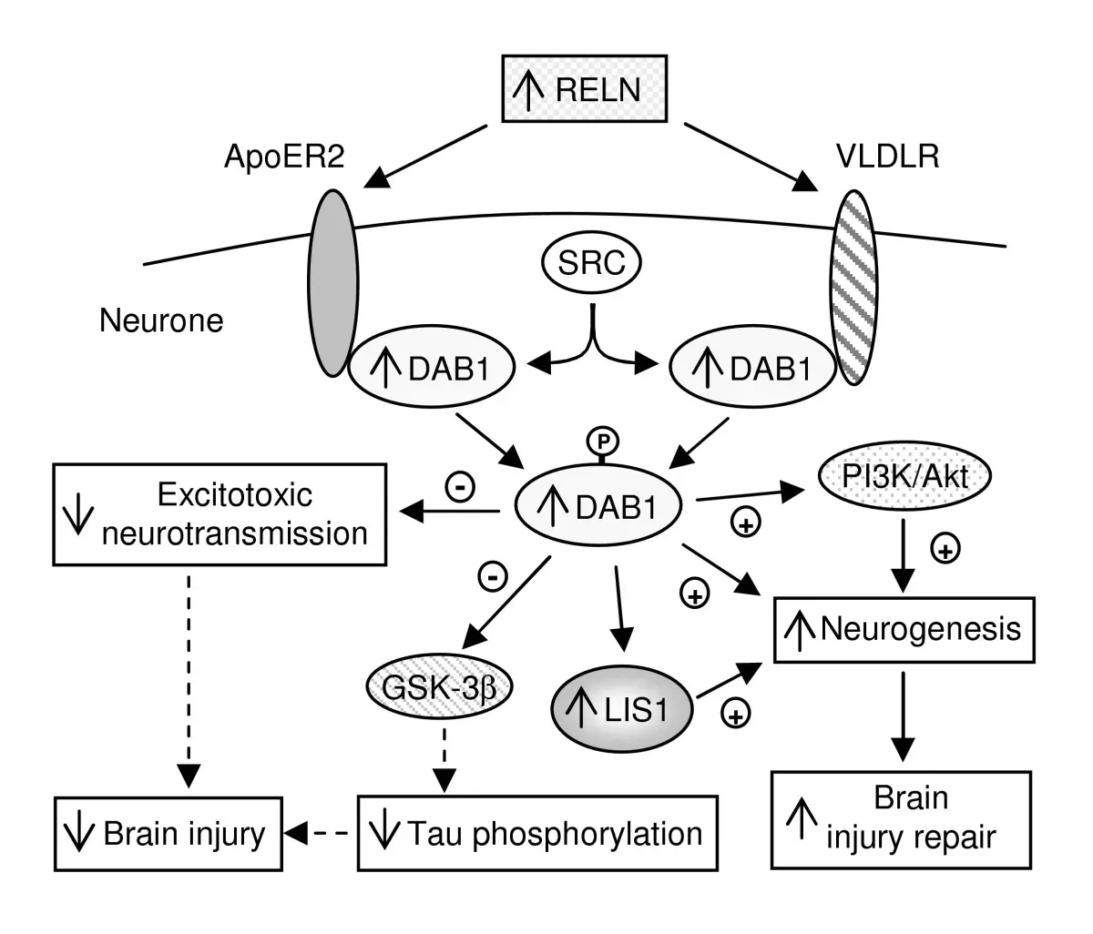 The Brain Processes Information in Massive Parallel Streams (Gene expression analysis reveals early changes in several molecular pathways in cerebral malaria-susceptible mice versus cerebral malaria-resistant mice, CC BY 2.0)