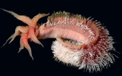 Tardigrades of the Sea: The Astonishing Resilience of Pompeii Worms (Image Credits: Flickr)