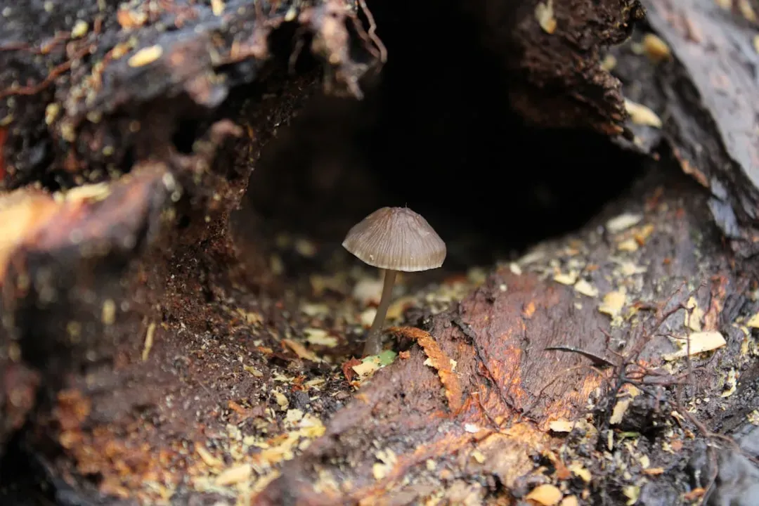 The Biodiversity Crisis: Most Fungi Remain Undiscovered (Image Credits: Unsplash)