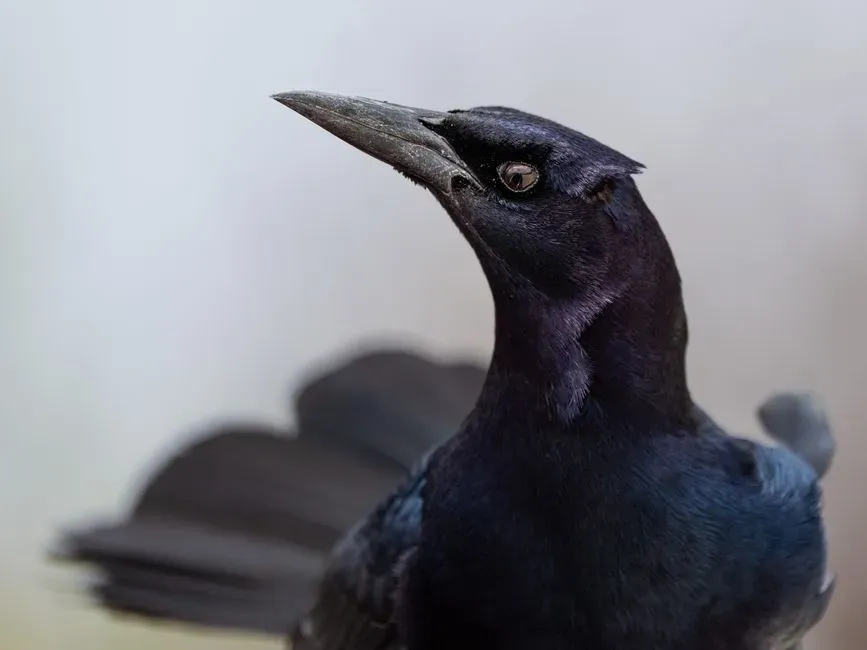 Why This Behavior Fascinates Birdwatchers and Scientists (Image Credits: Pexels)