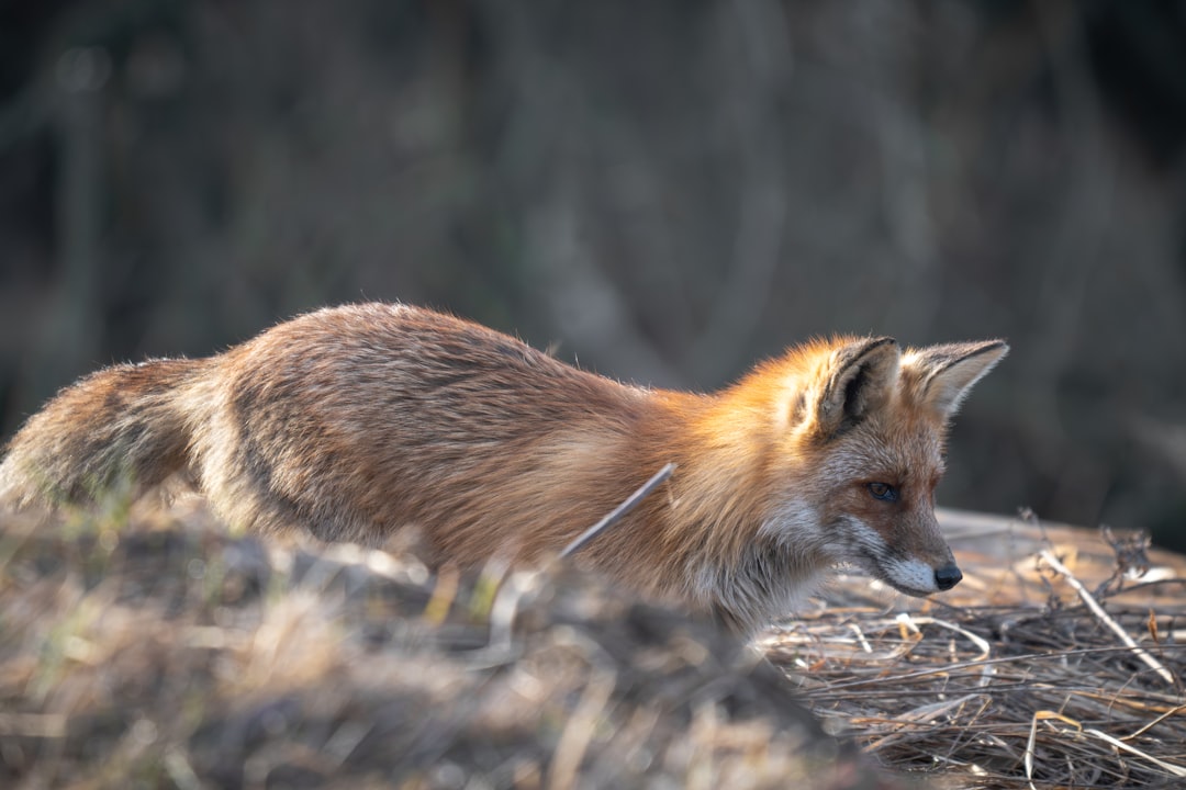 Montana's Swift Fox Conservation Team Model (Image Credits: Unsplash)
