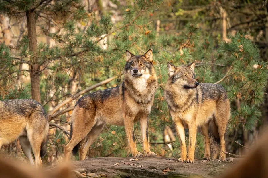 Family Structure: Why Most Packs Are Peaceful (Image Credits: Pexels)