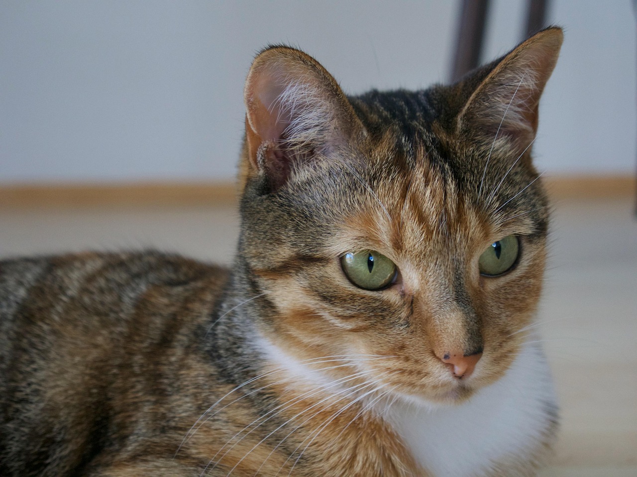 The Analytical Cat: Independent Observer (Image Credits: Pixabay)