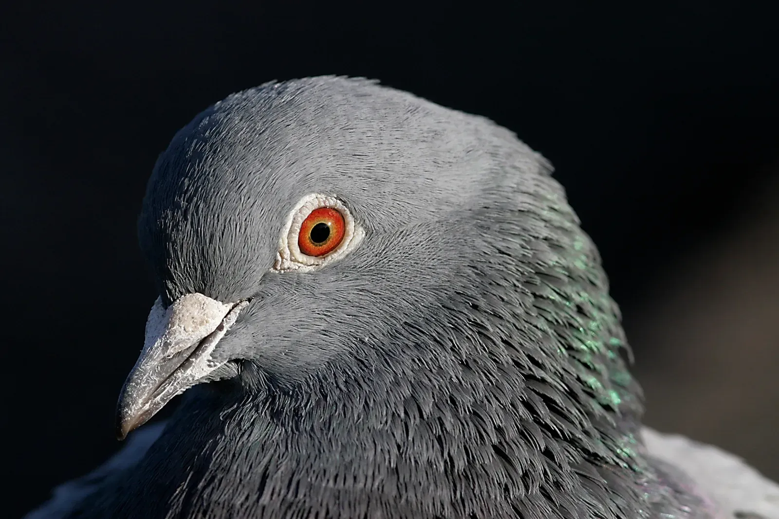Hundreds of Images, One Bird Brain: What That Really Means (No machine-readable source provided. Own work assumed (based on copyright claims)., CC BY-SA 2.5)