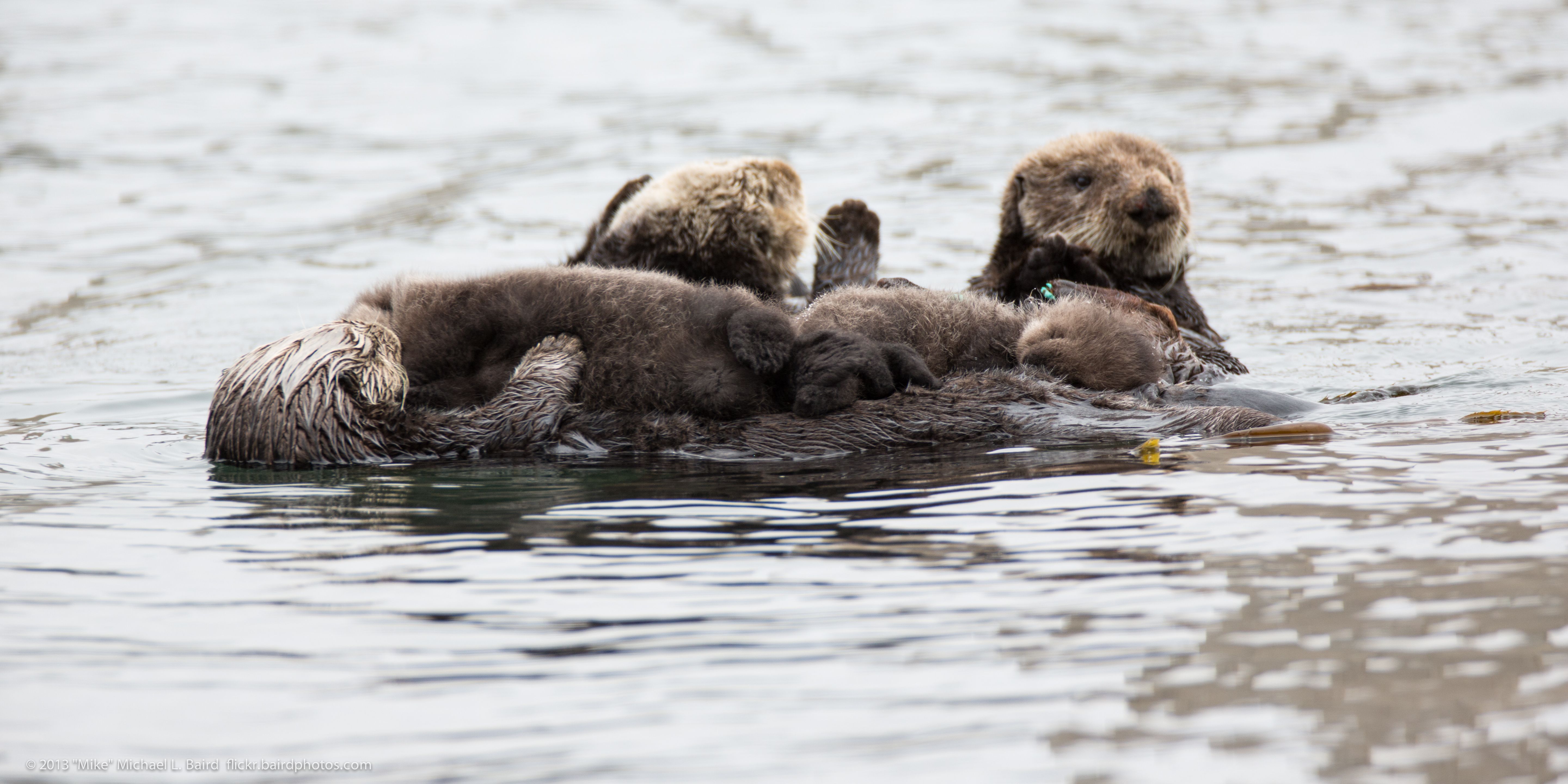 Elkhorn Slough Success Story (Image Credits: Wikimedia)