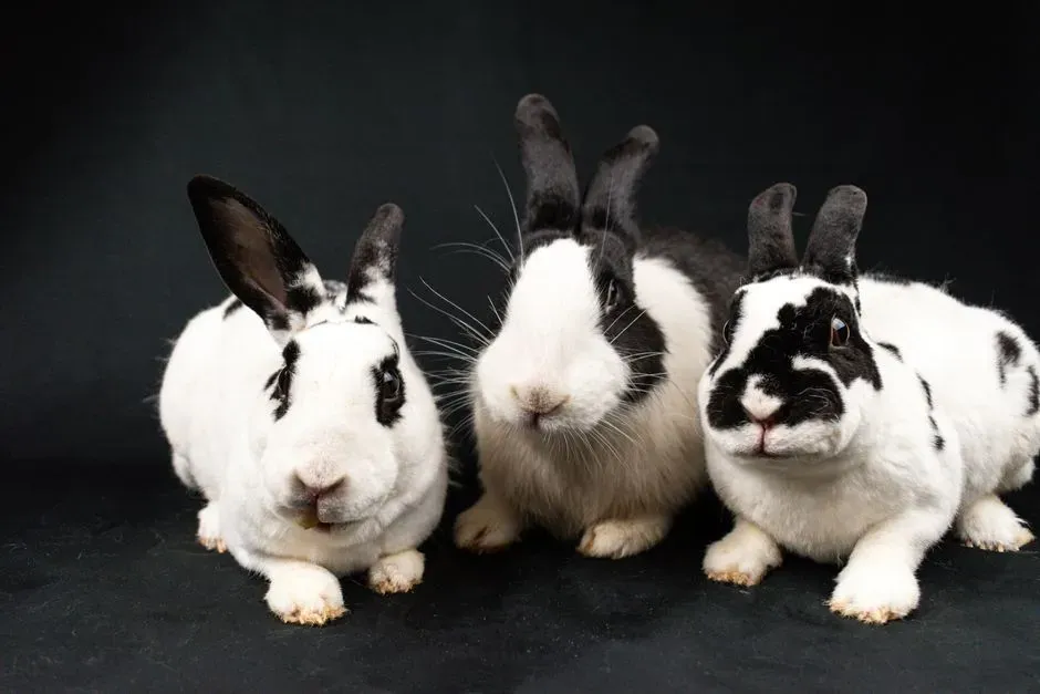 7. Napoleon Was Once Attacked by an Army of Rabbits (Image Credits: Pexels)
