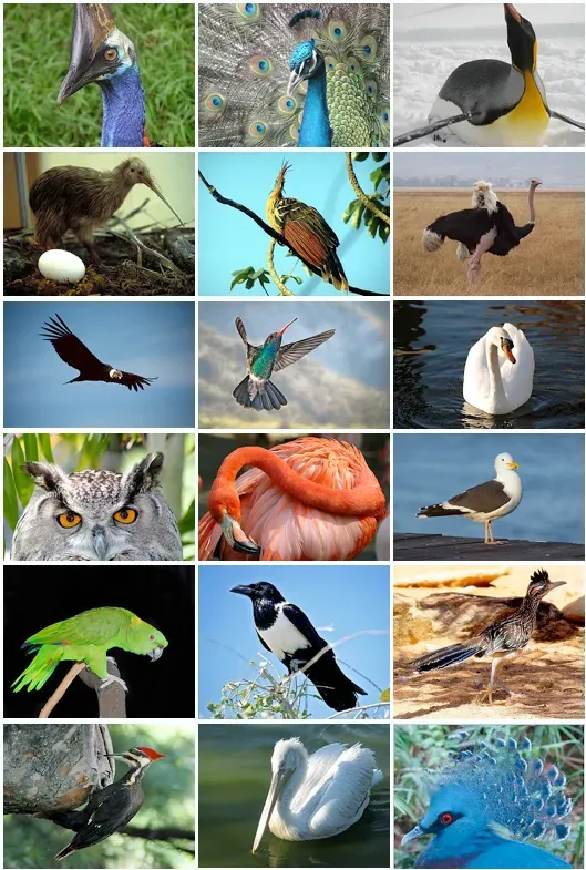 9. The Deeper Significance: Birds as Windows into Evolution, Brains, and a Changing Planet (Image Credits: Wikimedia)