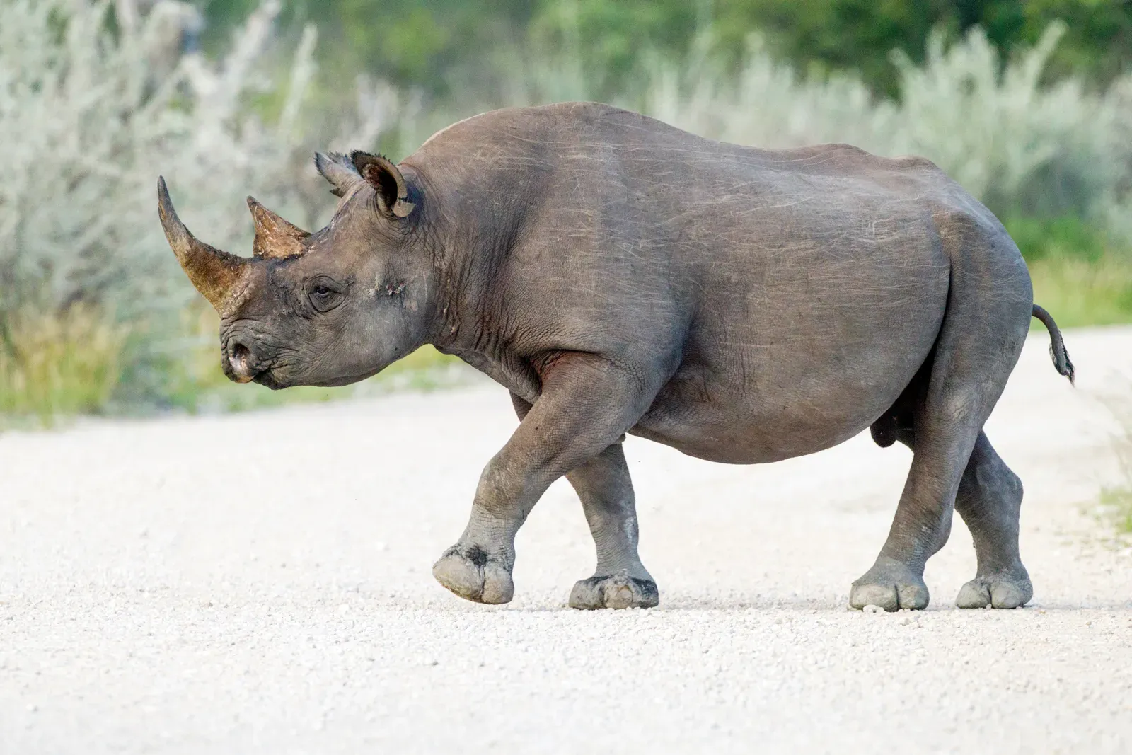 3. The Western Black Rhino: Poachers May Have Seen It Last, Not Scientists (By Yathin S Krishnappa, CC BY-SA 3.0)