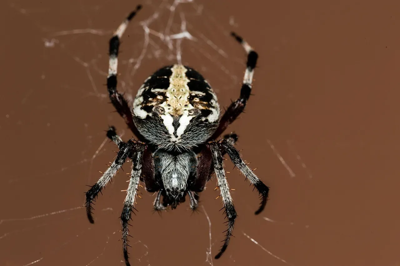 Recent Breakthroughs: Getting Closer to the Spider's Secret (Image Credits: Pixabay)