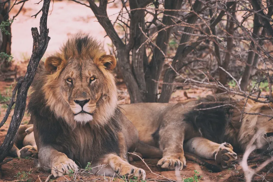 Conclusion: The “King” Is Just One Specialist Among Many (Image Credits: Unsplash)