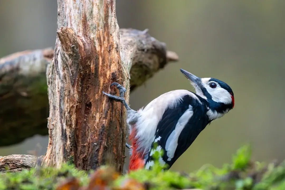 6. Some Birds Engineer Their Own Ecosystems, Reshaping Landscapes Over Generations (Image Credits: Unsplash)