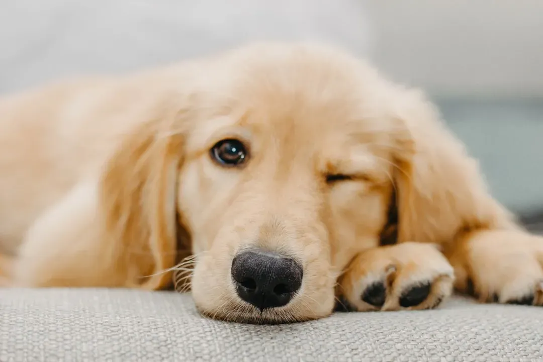 How Pattern Memory Shapes Your Dog’s Emotions and Fears (Image Credits: Unsplash)
