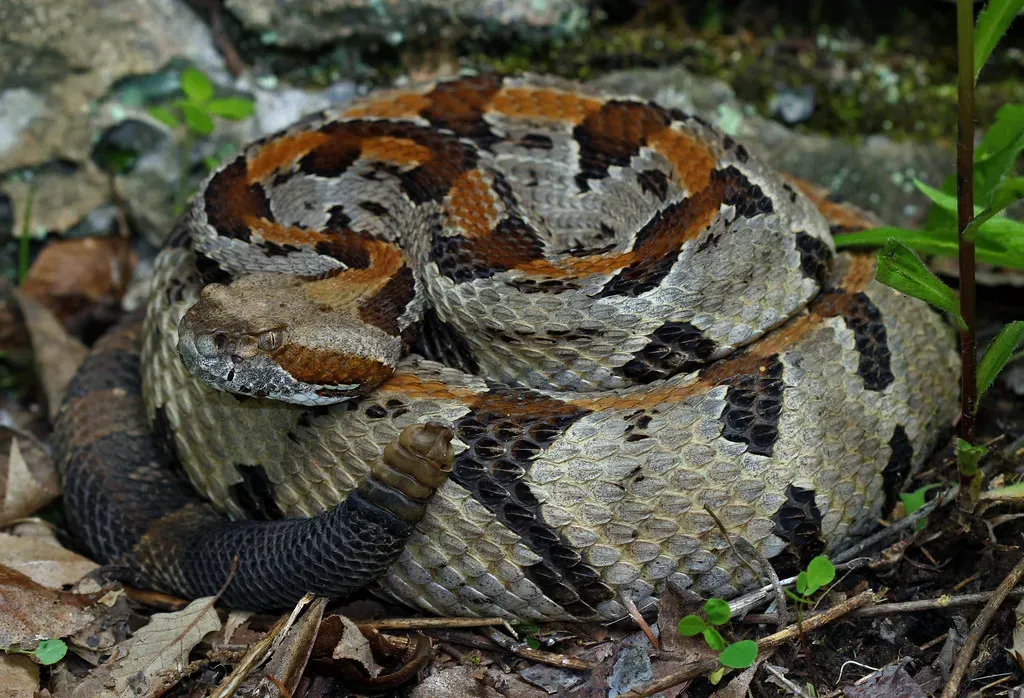 4. Timber Rattlesnake (Crotalus horridus) (2ndPeter, Flickr, CC BY 2.0)
