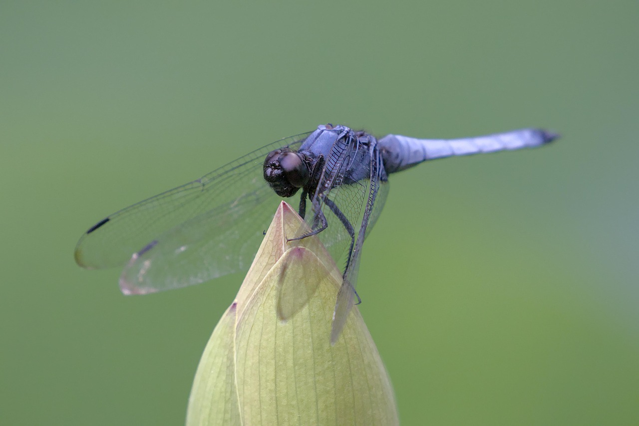 Gemini and the Magical Dragonfly (Image Credits: Pixabay)