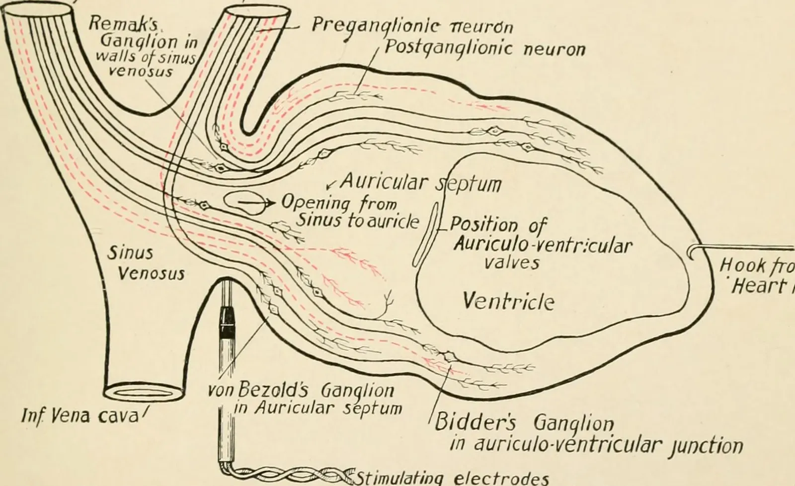 Your Heart Has Its Own “Little Brain” (Image Credits: Wikimedia)