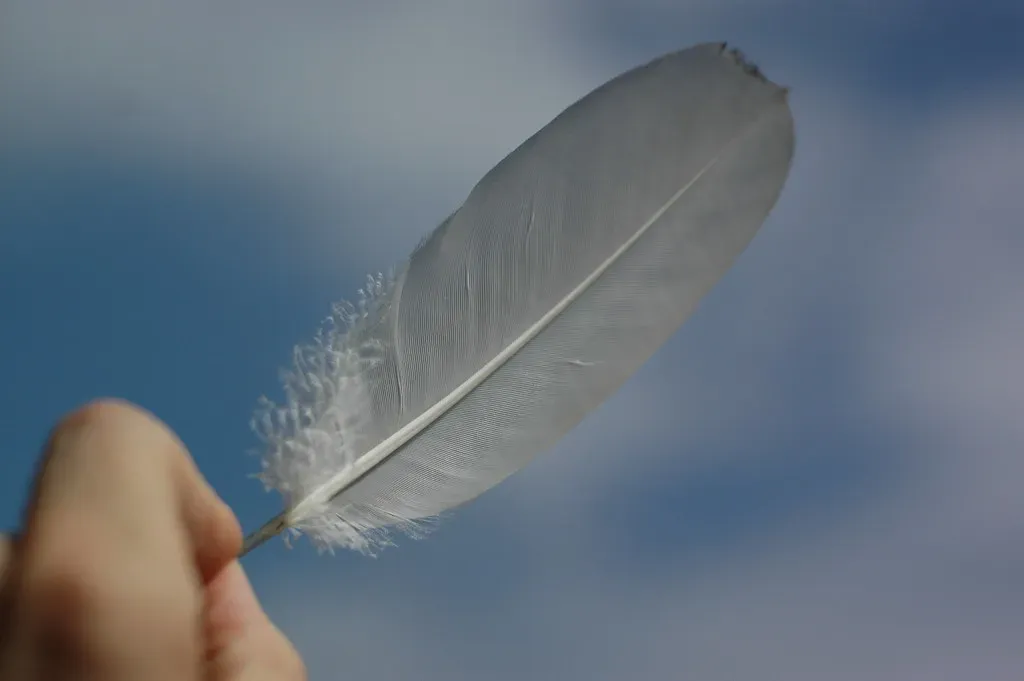 Feathers, Science, and Synchronicity: Can Both Be True? (Image Credits: Flickr)
