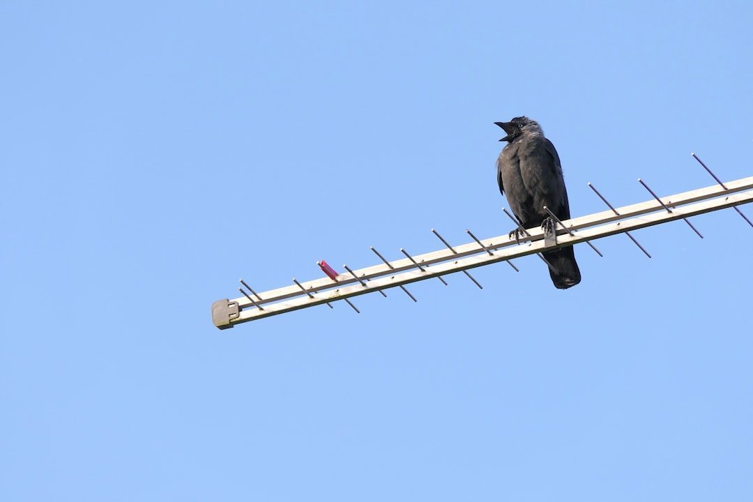 The Future Soundscape: Tech, Big Data, and a World Growing Quieter (Image Credits: Unsplash)