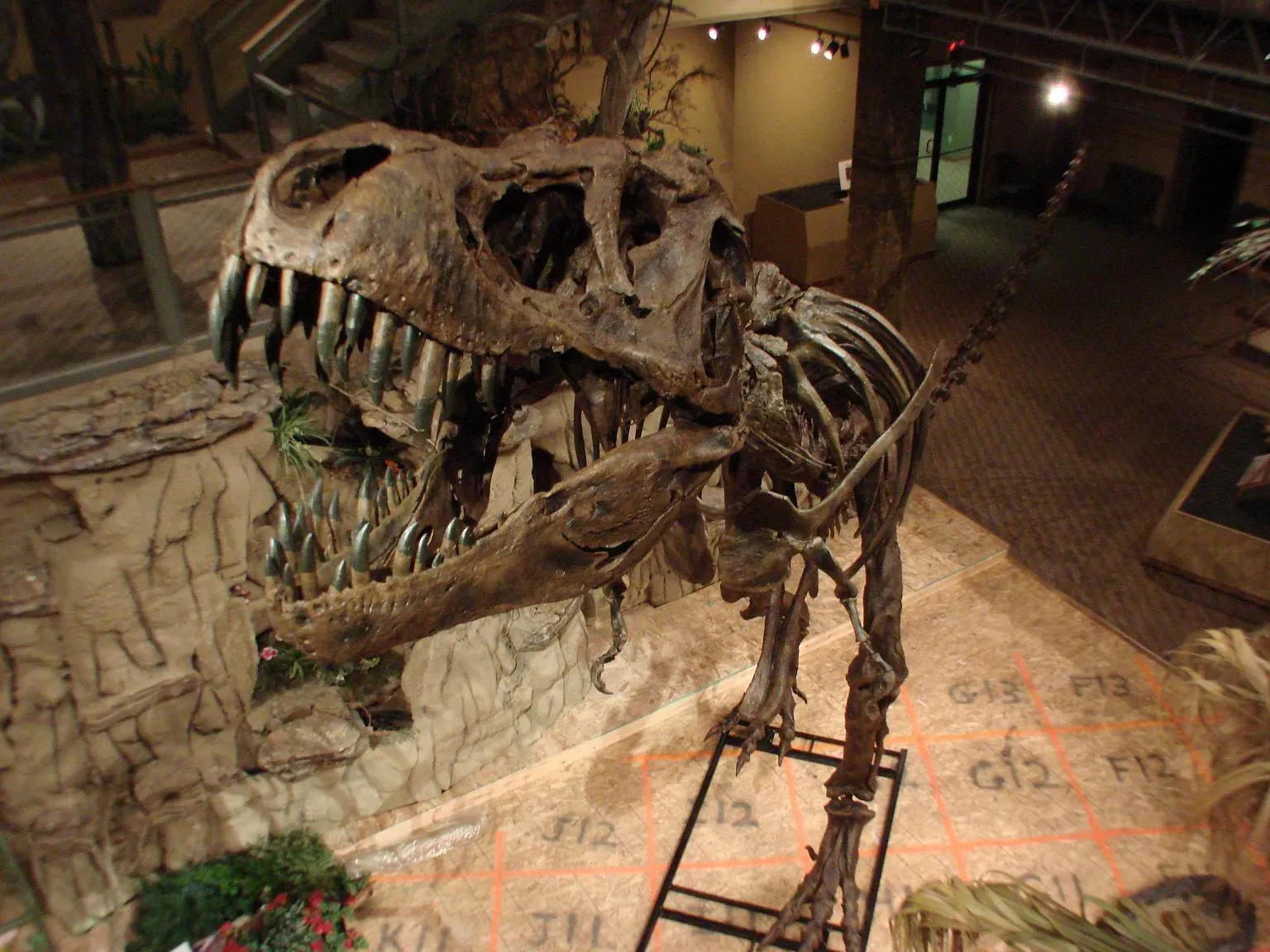 7. Two dinosaurs mistaken for known species in Ottawa (By Ian Juby (http://creationwiki.org/User:Ianjuby), Public domain)