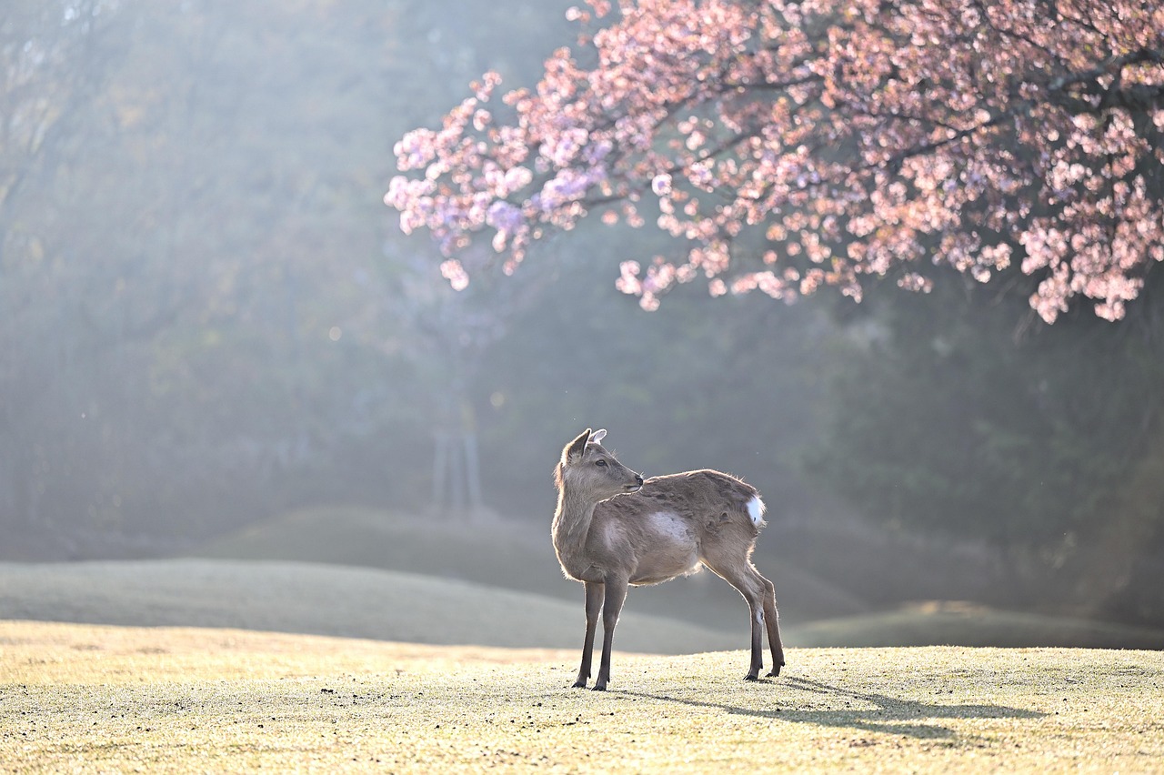The Tranquil Deer: Navigating Life with Gentle Awareness (Image Credits: Pixabay)