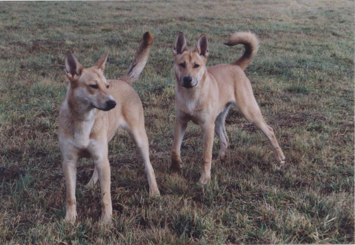 Carolina Dogs: Living Links to the Past (Image Credits: Wikimedia)
