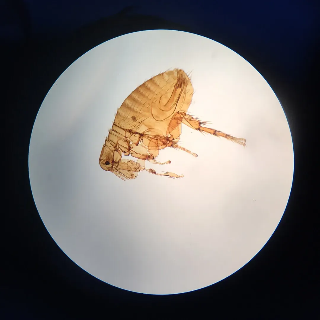 Flea Jumping Mechanics: Biological Catapults (Image Credits: Wikimedia)