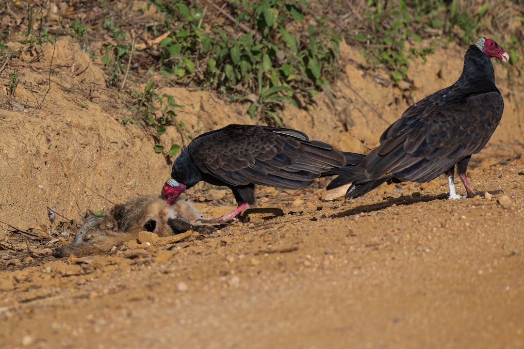 The Scavenger's Feast: How Death Feeds Life (Image Credits: Unsplash)
