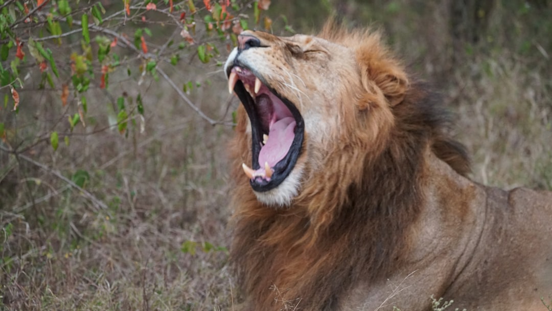 How You Can Help (Image Credits: Unsplash)