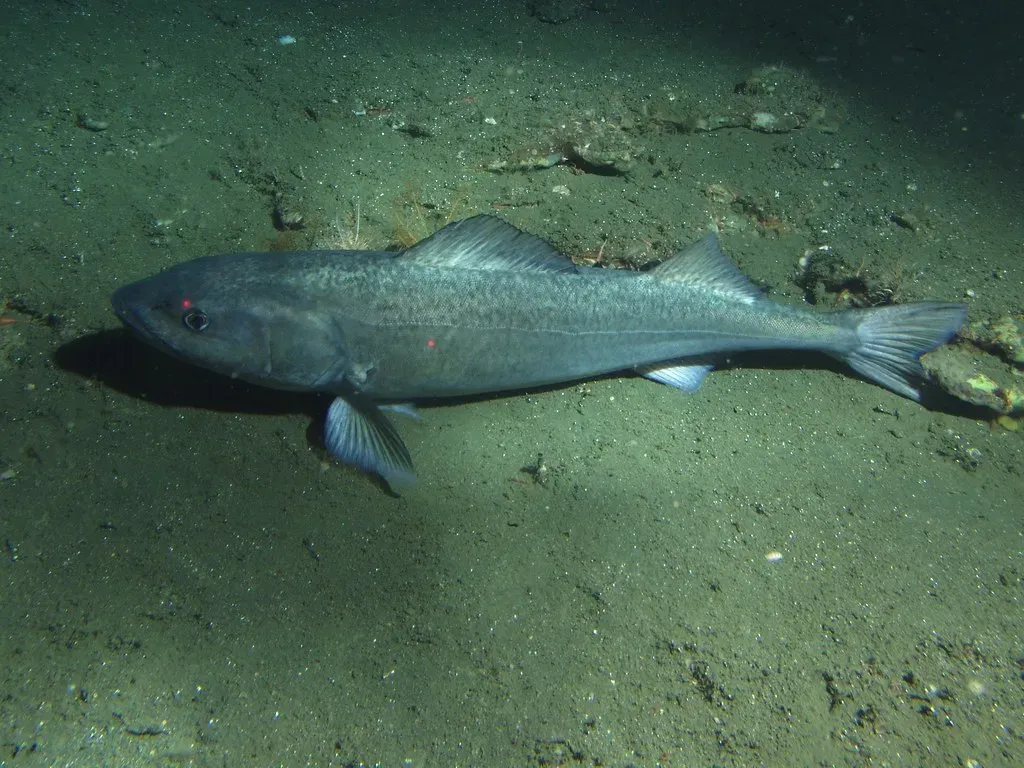12. Deep-Sea Sablefish off Alaska: Pressure-Proof and Long-Lived (NOAA Photo Library, Flickr, CC BY 2.0)