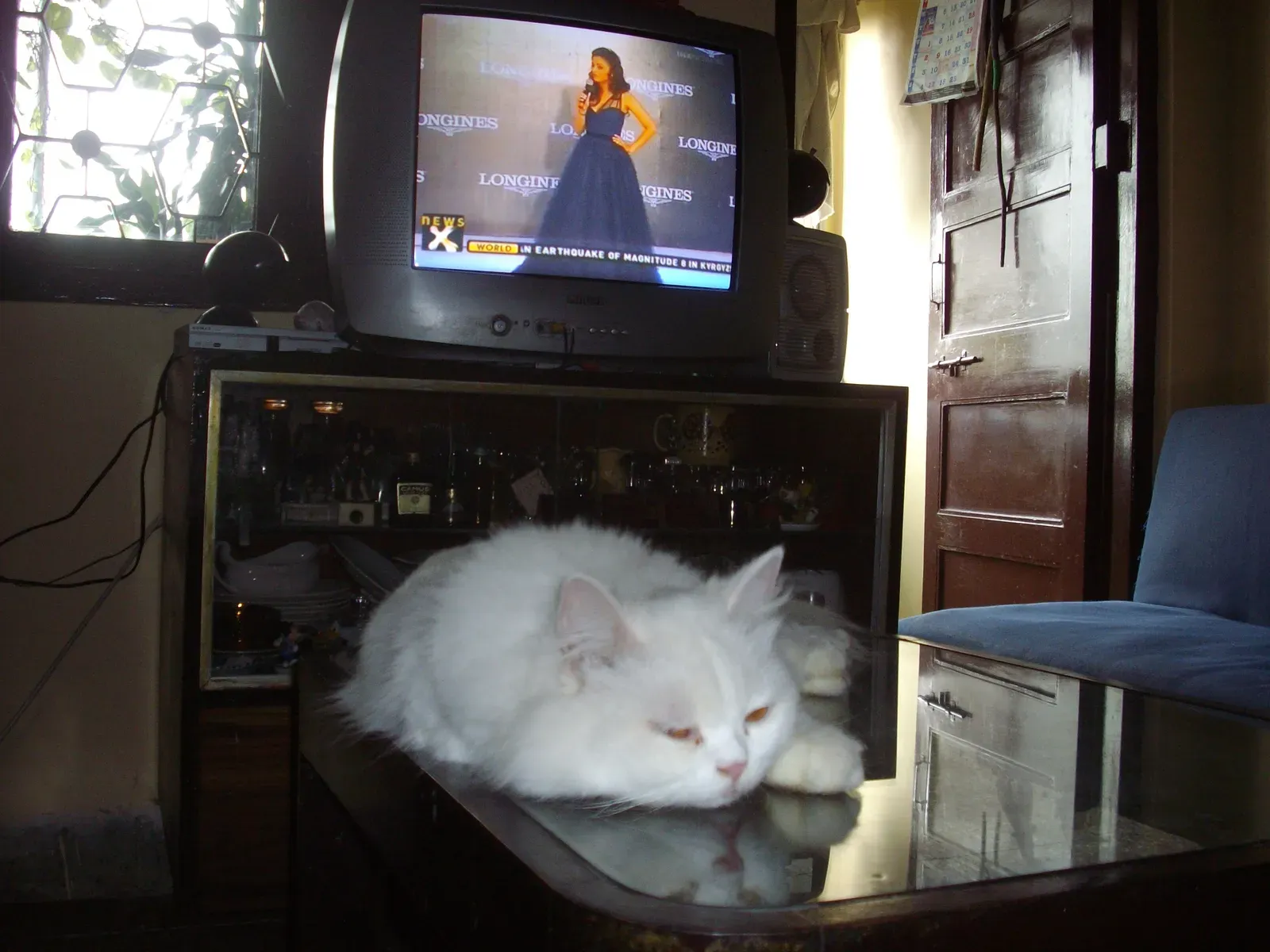 What We Still Don’t Know About Feline Minds (Cat owner Rudolph.A.Furtado, Public domain)
