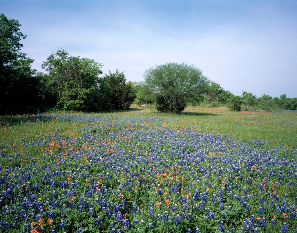 Texas - Banner Year for Bluebonnets and Beyond (Image Credits: Rawpixel)