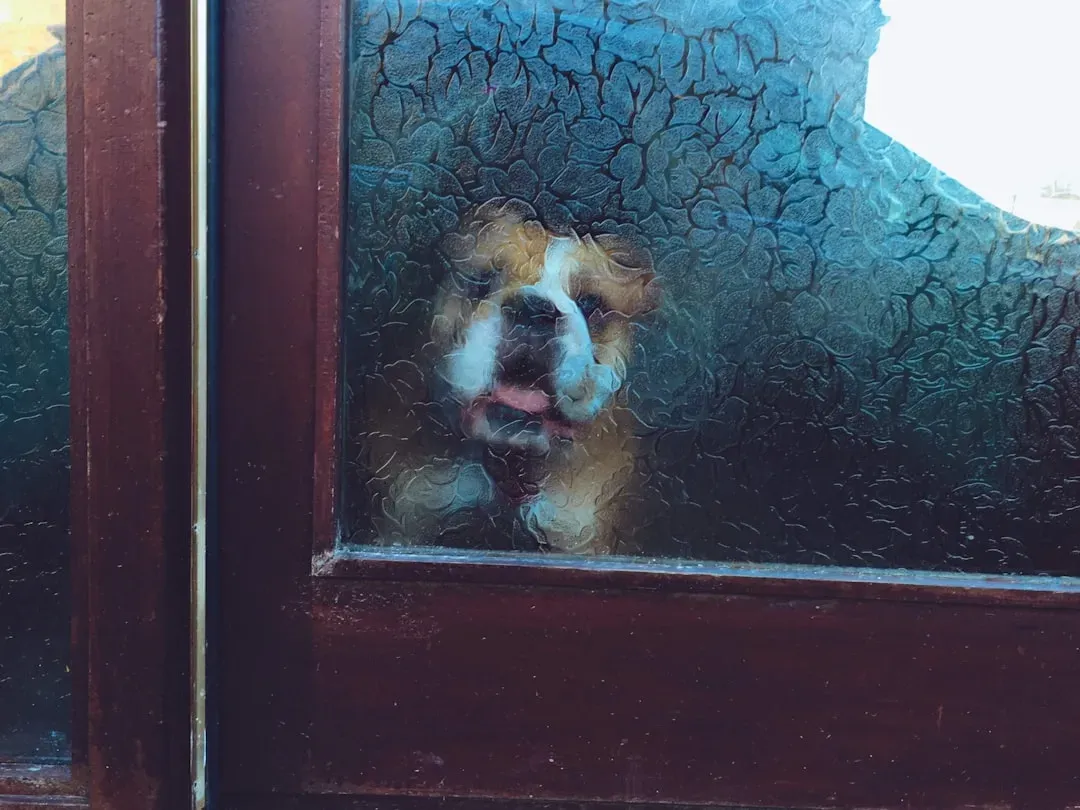 4. Dogs That Seem To Anticipate Their Owners’ Return (Image Credits: Unsplash)