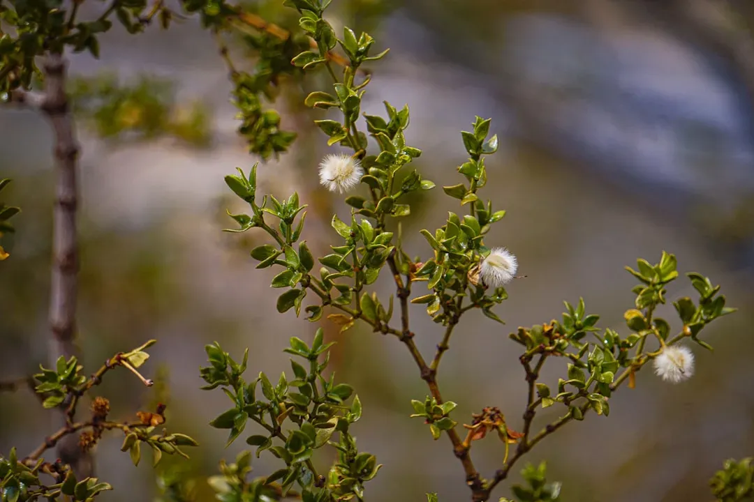 Desert Seeds That Can Wait for Years (Image Credits: Unsplash)