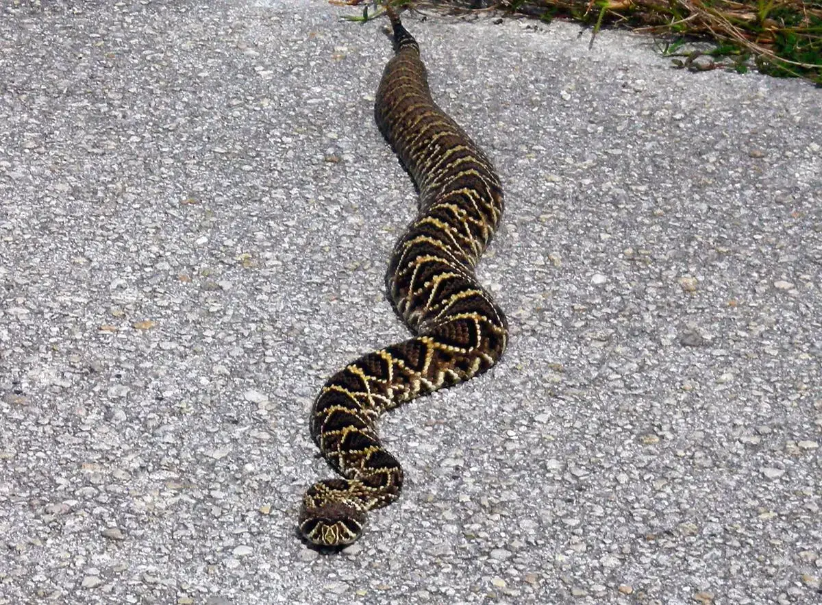 Conclusion: Fear, Respect, and Living Alongside Venomous Snakes (Image Credits: Rawpixel)