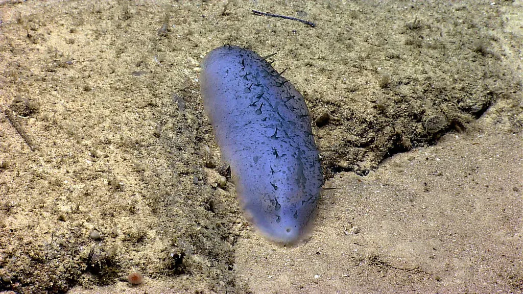 7. Sea Cucumbers of the Trenches – Living Vacuum Cleaners (Image Credits: Flickr)