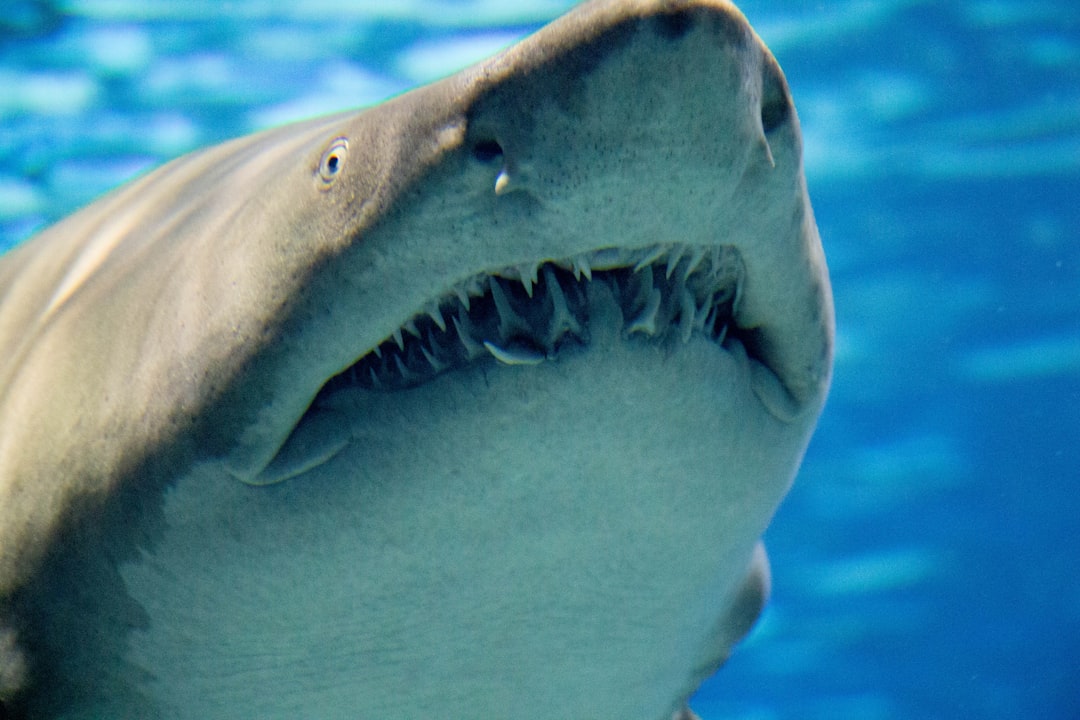 Myth 4: Sharks can smell a single drop of blood from miles away (Image Credits: Unsplash)
