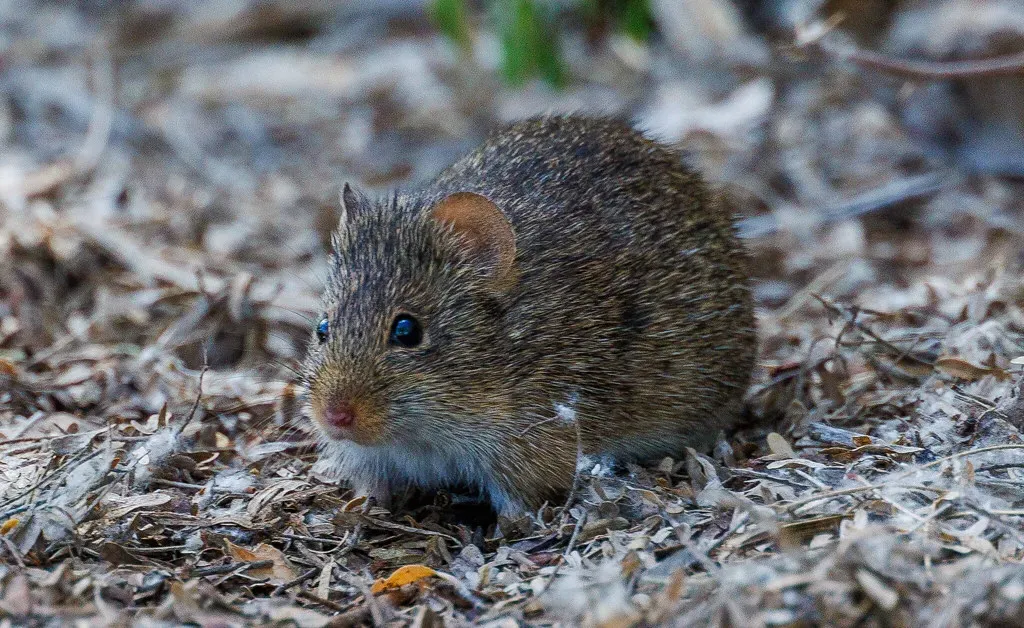 Hispid Cotton Rat – A Secret Star of Medical Research (Image Credits: Flickr)