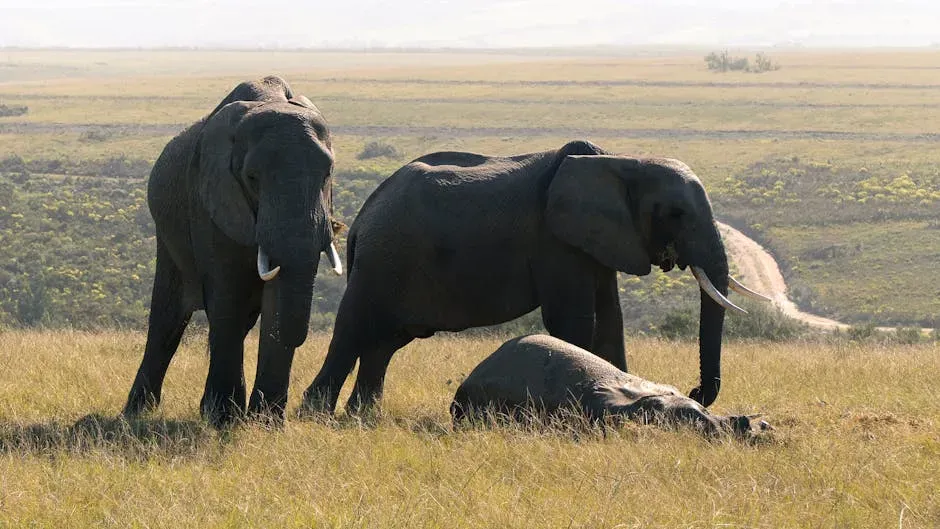 Elephants: Masters of Mourning and Memory (Image Credits: Pexels)