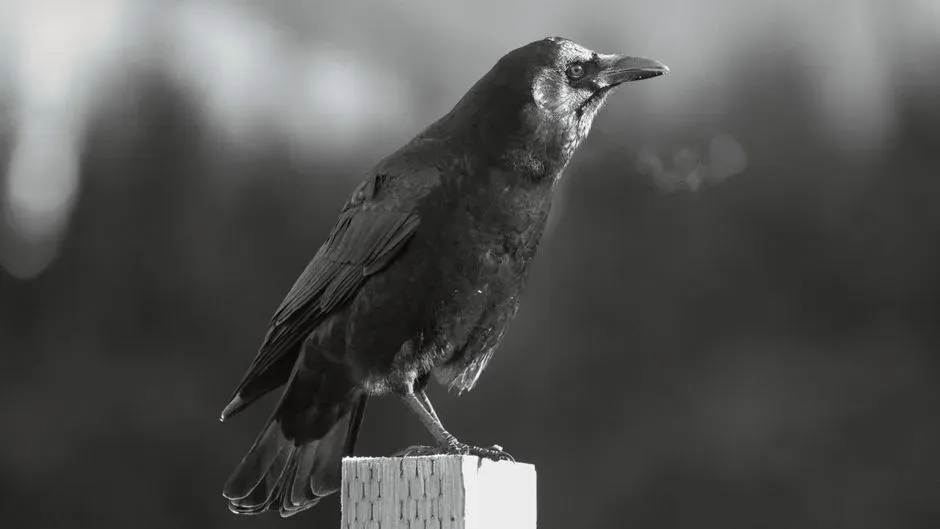 Why Ravens Became the Ultimate Omen Bird in the First Place (Image Credits: Pexels)