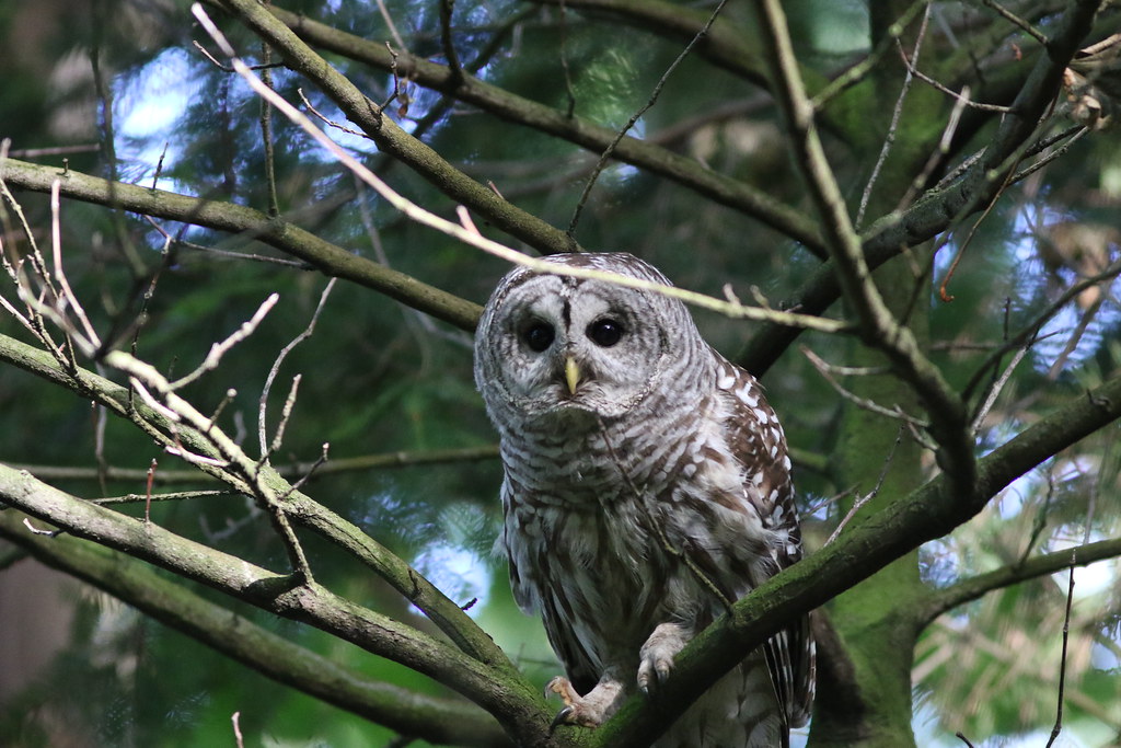 Seattle, Washington - Comprehensive Urban Bird Monitoring (Image Credits: Flickr)