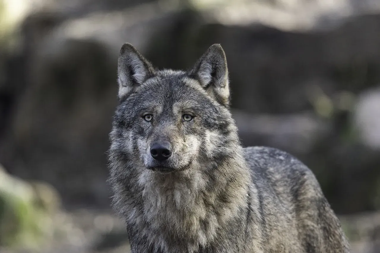 Moments of Choice: When Wolves Abort a Chase (Image Credits: Pixabay)