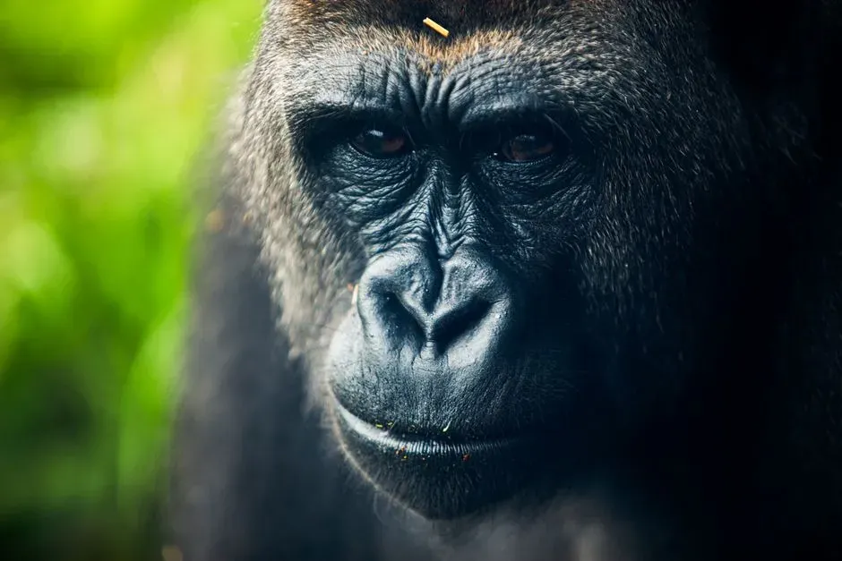 How Your Social Brain Reacts to Primate Eye Contact (Image Credits: Pexels)