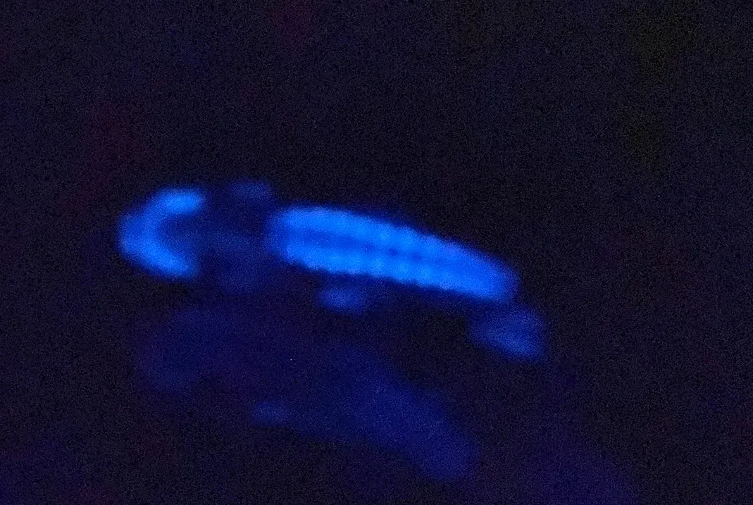 #2 - Unexplained Flashes And Bioluminescent Displays (By HulloThere, CC BY 4.0)