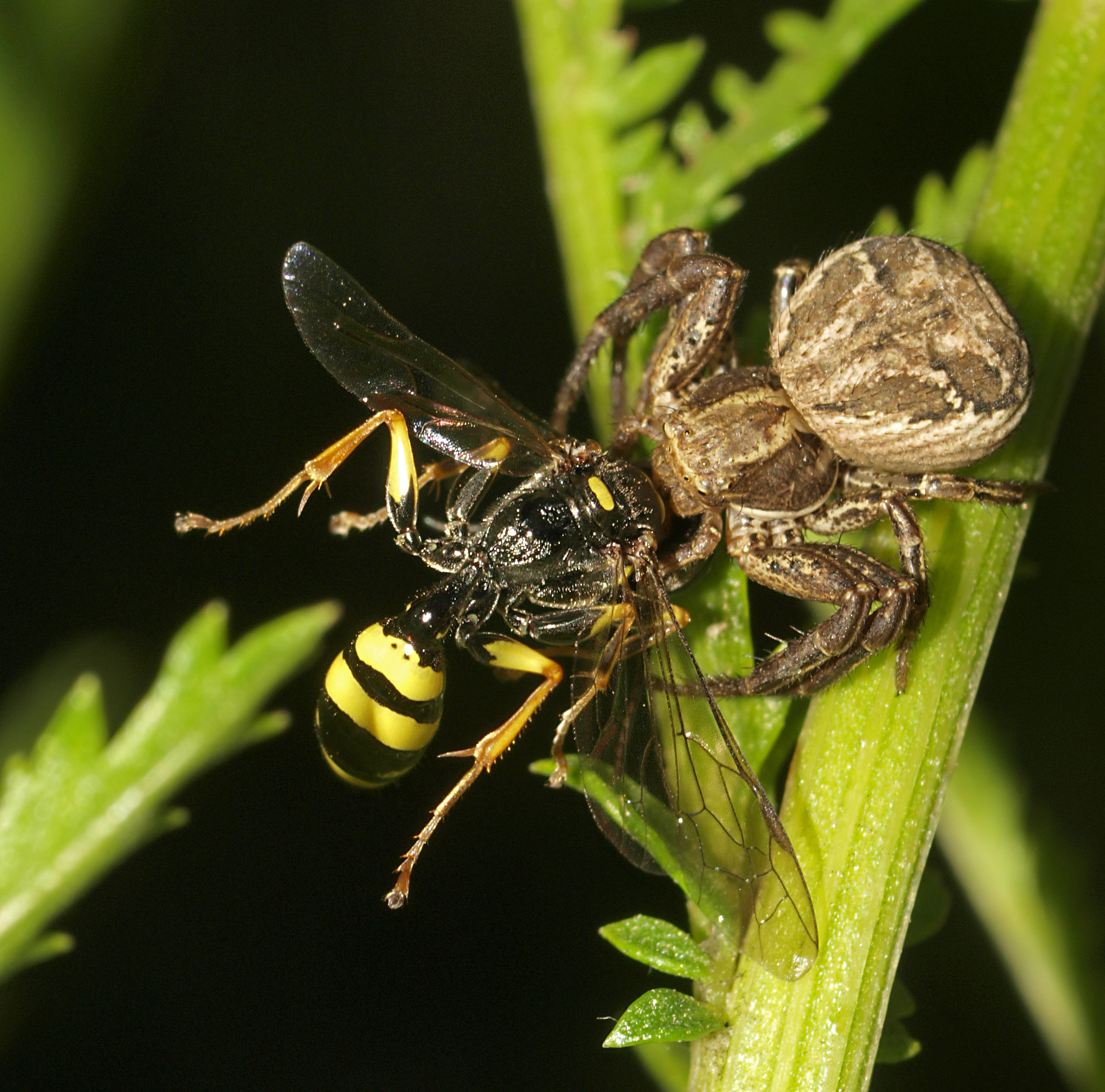 The Hidden Clocks: Energy, Time, and Information (Image Credits: Wikimedia)