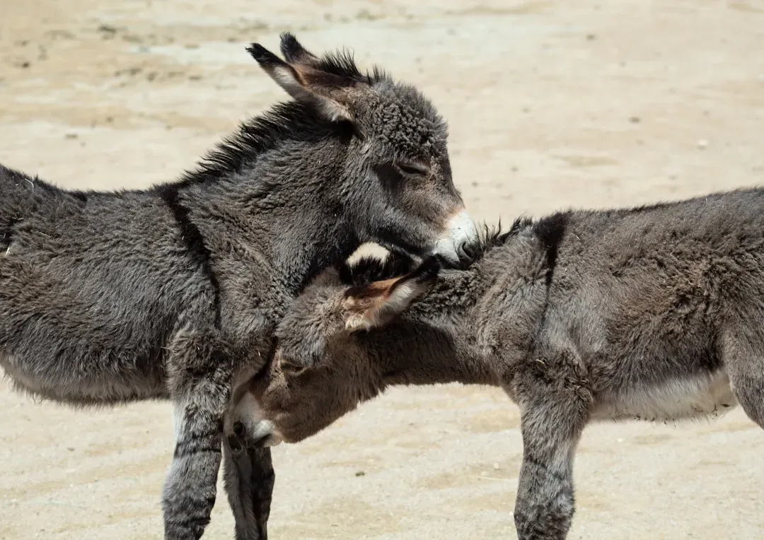 6. Donkeys Form Deep Emotional Bonds - and Actually Grieve (Image Credits: Unsplash)